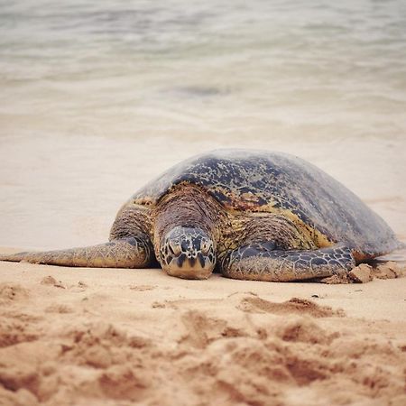 Breezy Beachfront Bali-Style Haven 180 Degree Oceanview Hau'ula 외부 사진